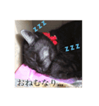 猫です。のん王子andあんず姫（個別スタンプ：5）