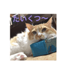 猫です。のん王子andあんず姫（個別スタンプ：6）