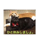 猫です。のん王子andあんず姫（個別スタンプ：8）