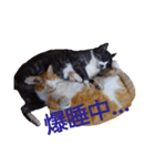 寝るのが好きな仲良し猫（個別スタンプ：7）