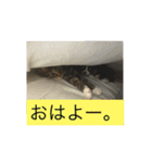 サラちゃんの反応（個別スタンプ：12）