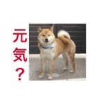 よりさんちの柴犬、しめた君をご紹介します（個別スタンプ：1）