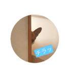 コーギー みるく（個別スタンプ：14）