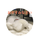 犬のふぶき（個別スタンプ：2）