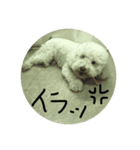 犬のふぶき（個別スタンプ：7）