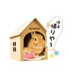 保護うさぎのこてつ 実写スタンプ（個別スタンプ：3）