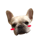 Adorable frenchbulldog（個別スタンプ：1）