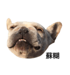 Adorable frenchbulldog（個別スタンプ：5）