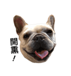 Adorable frenchbulldog（個別スタンプ：6）