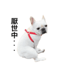 Adorable frenchbulldog（個別スタンプ：7）