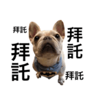 Adorable frenchbulldog（個別スタンプ：11）