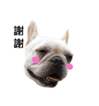 Adorable frenchbulldog（個別スタンプ：12）