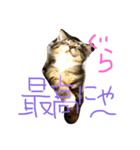 猫ぐらーし（個別スタンプ：1）