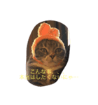 猫ぐらーし（個別スタンプ：3）