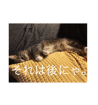 猫ぐらーし（個別スタンプ：4）