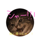 猫ぐらーし（個別スタンプ：5）