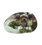 ヨーキー看板犬虎孫と虎銀（個別スタンプ：6）