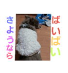 intonation（個別スタンプ：4）