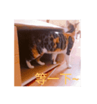 Cat~Momo（個別スタンプ：9）