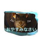 猫の目は口ほどに物申す2（個別スタンプ：14）