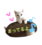 ねこ's（個別スタンプ：19）