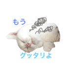 ねこ's（個別スタンプ：26）