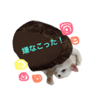 ねこ's（個別スタンプ：40）