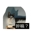 Fat cats in the house（個別スタンプ：19）