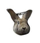 The oldest rabbit（個別スタンプ：1）