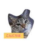 fd cat3（個別スタンプ：1）