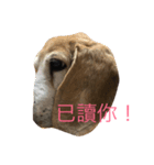 BEAGLE  DODO（個別スタンプ：2）