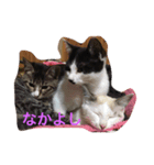 うちの愛猫達（個別スタンプ：4）