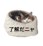 恒松家動物たち（個別スタンプ：3）