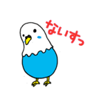 インコのタロちゃん（個別スタンプ：1）