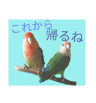 コザクラインコのリリーとジョニー②（個別スタンプ：3）