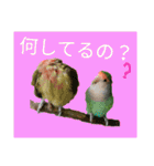 コザクラインコのリリーとジョニー②（個別スタンプ：5）