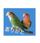 コザクラインコのリリーとジョニー②（個別スタンプ：6）