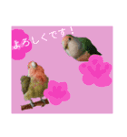 コザクラインコのリリーとジョニー②（個別スタンプ：17）