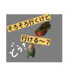 コザクラインコのリリーとジョニー②（個別スタンプ：29）