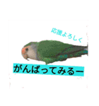 コザクラインコのリリーとジョニー②（個別スタンプ：30）