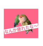 コザクラインコのリリーとジョニー②（個別スタンプ：36）