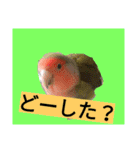 コザクラインコのリリーとジョニー②（個別スタンプ：38）