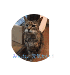 動物のことば！（個別スタンプ：19）