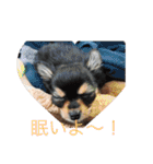 動物のことば！（個別スタンプ：26）