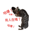 O Cat~3（個別スタンプ：1）