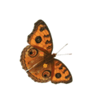 Butterflies Iove（個別スタンプ：4）