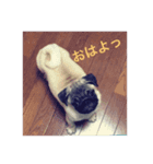 名犬こつぶ2（個別スタンプ：6）