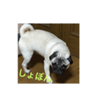 名犬こつぶ2（個別スタンプ：8）