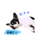 q dogs life（個別スタンプ：2）