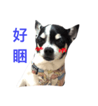 q dogs life（個別スタンプ：7）